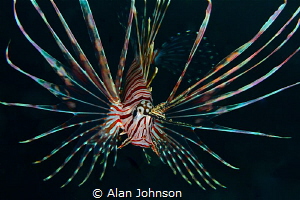 lionfish by Alan Johnson 